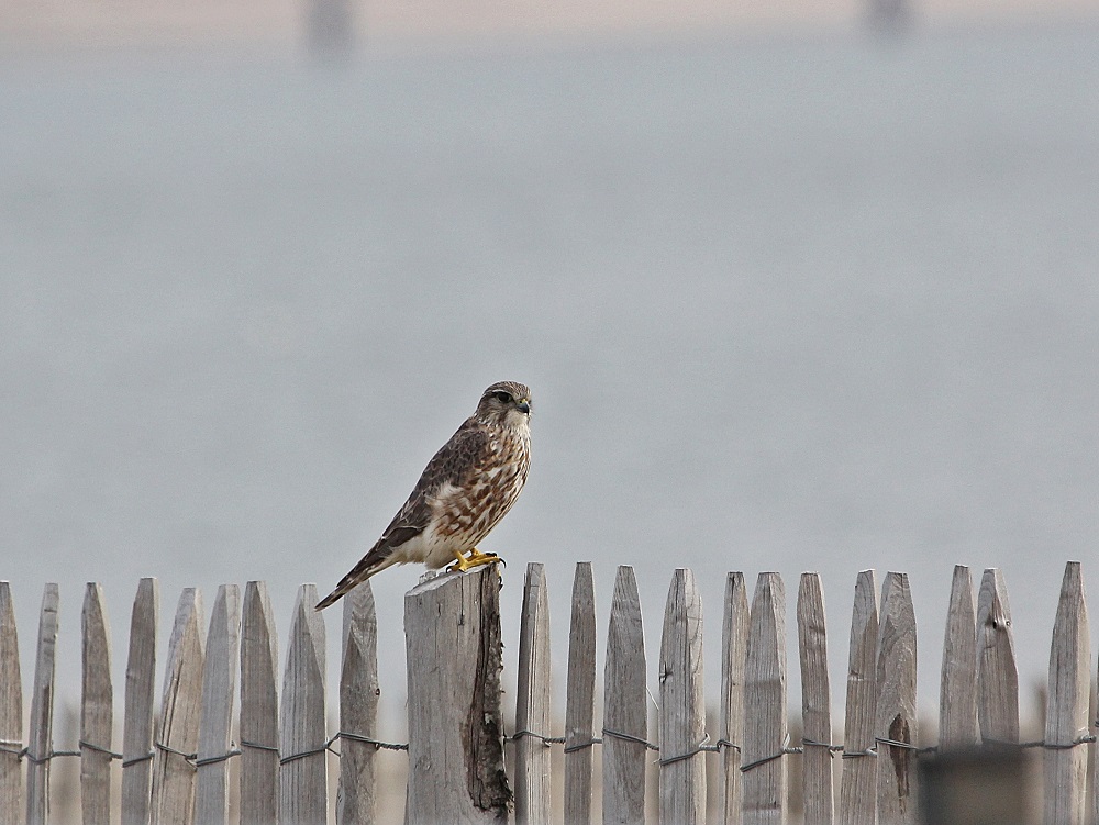 Smelleken / Merlin