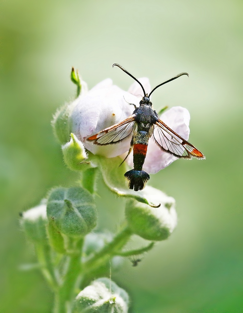 Wilgenwespvlinder / Red-tipped Clearwing