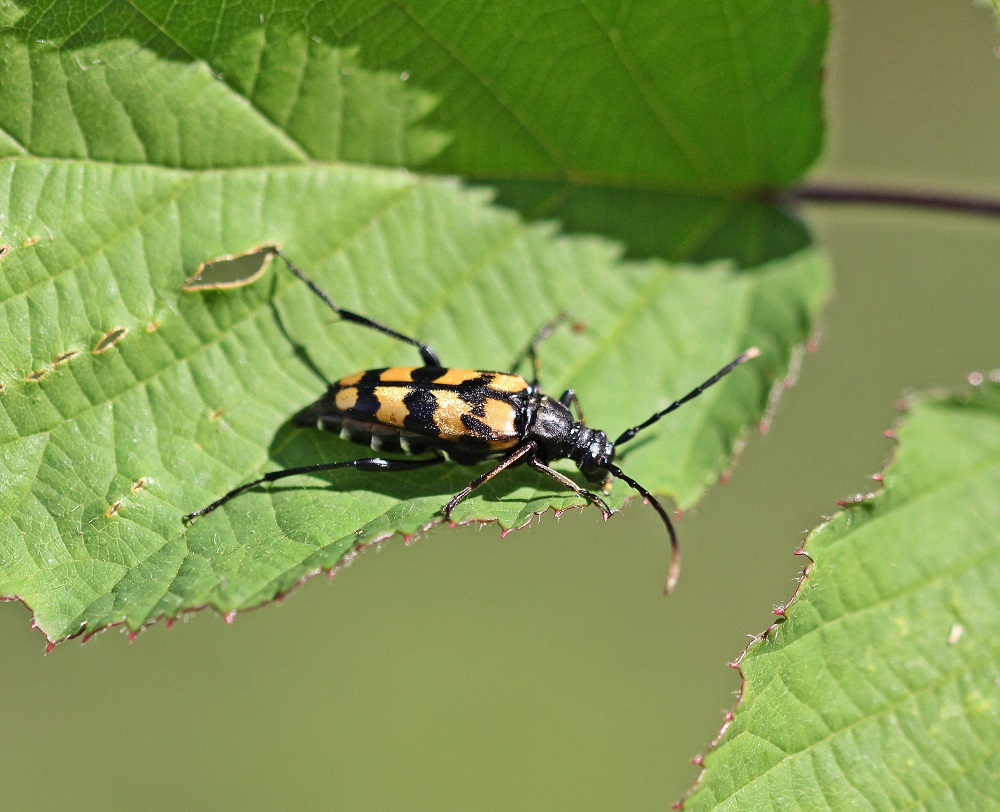 Geringelde Smalboktor / Spotted Longhorn