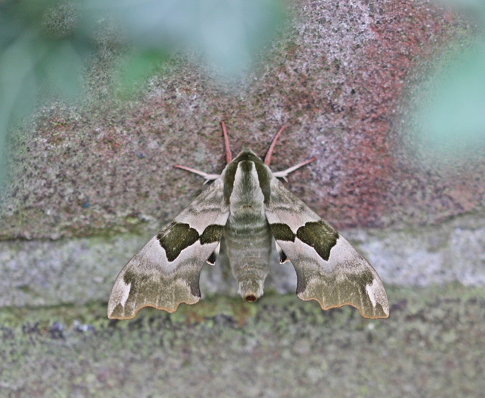 Lindepijlstaart / Lime Hawk-moth