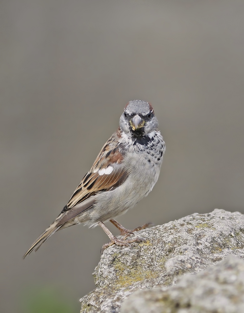 Huismus / House Sparrow