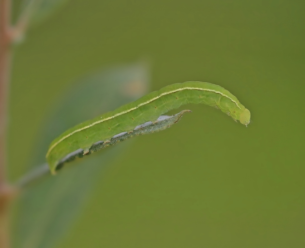 Rups van Roesje / Caterpillar of The Herald