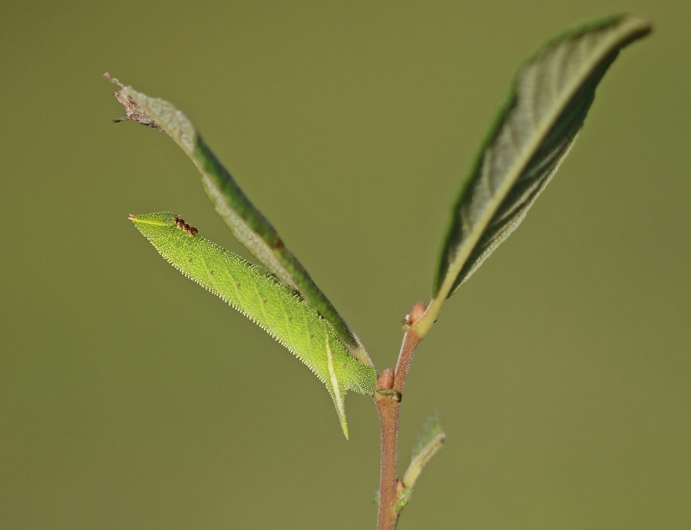 Rups van Pauwoogpijlstaart / Caterpillar of Eyed Hawk-moth