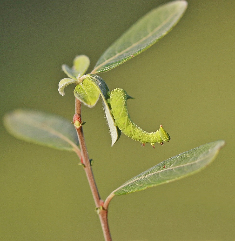 Rups van Pauwoogpijlstaart / Caterpillar of Eyed Hawk-moth