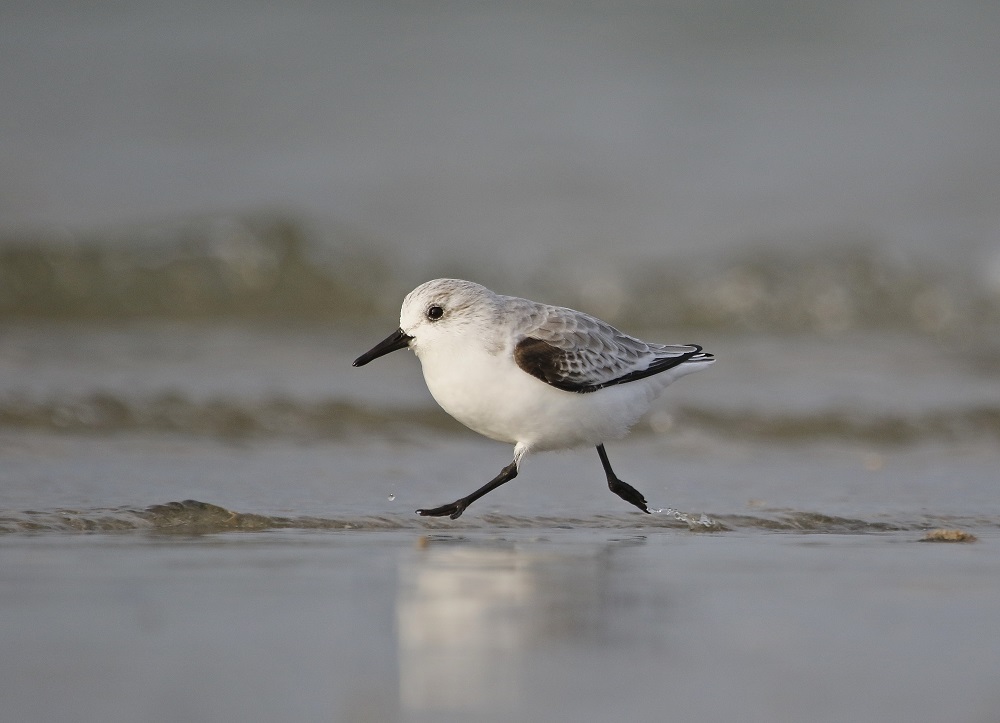 Drieteenstrandloper / Sanderling