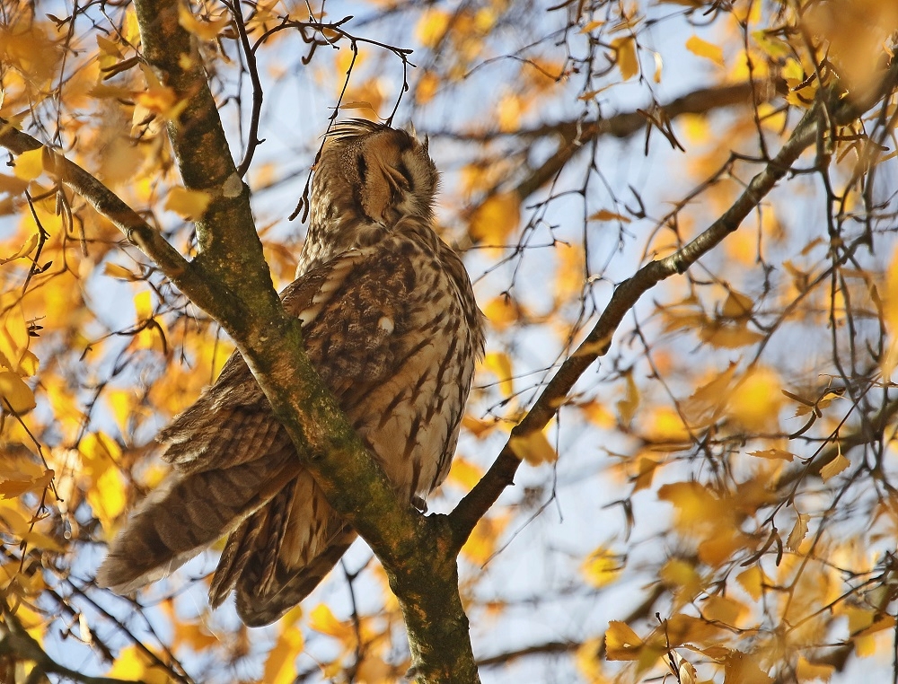 Ransuil / Long-eared Owl