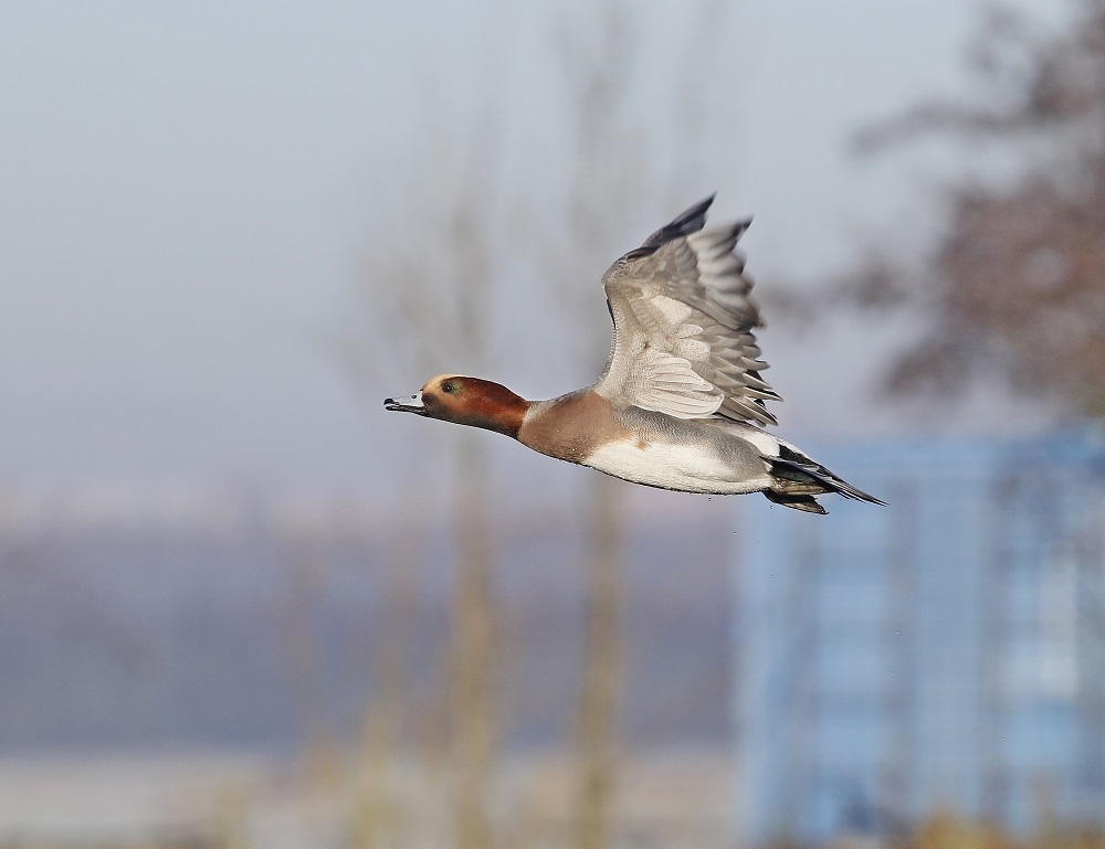 Smient / Eurasian Wigeon