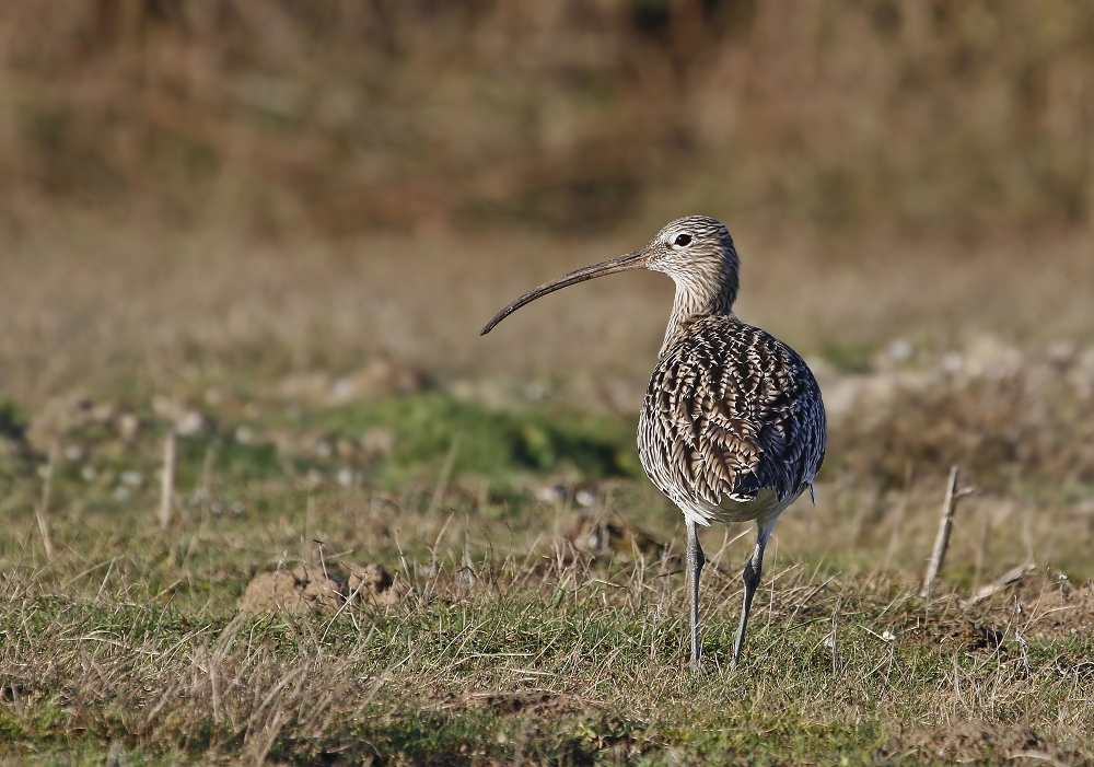 Wulp / Eurasian Curlew