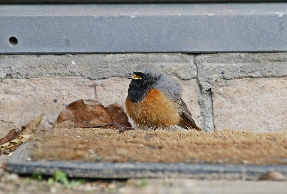 Oosterse Zwarte Roodstaart / Eastern Black Redstart