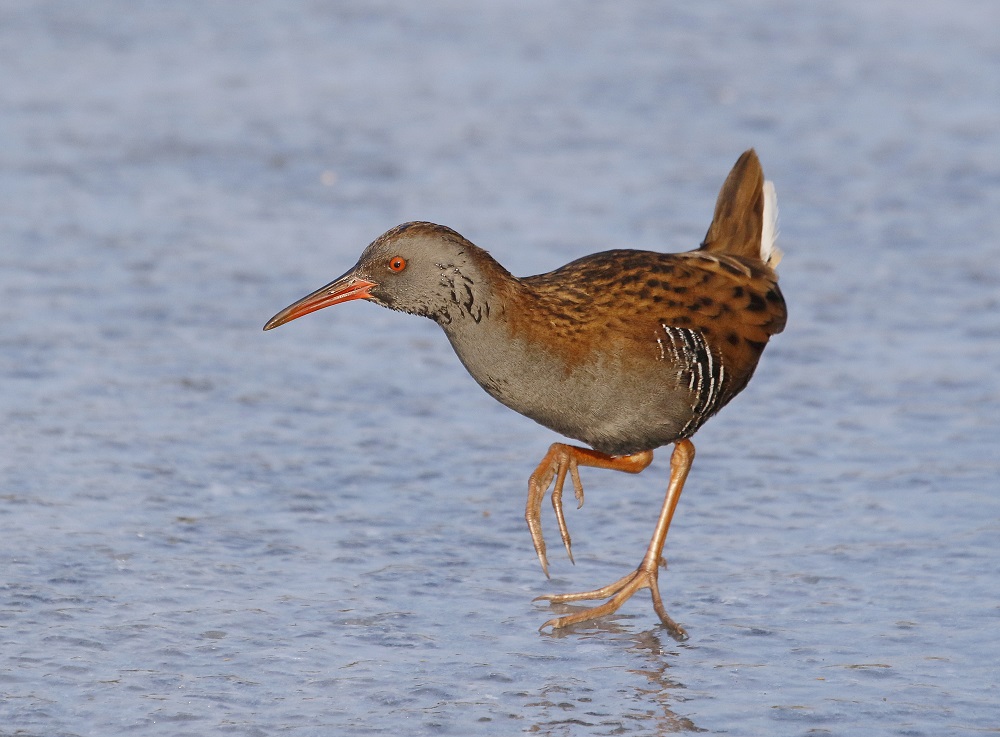 Waterral / Water Rail