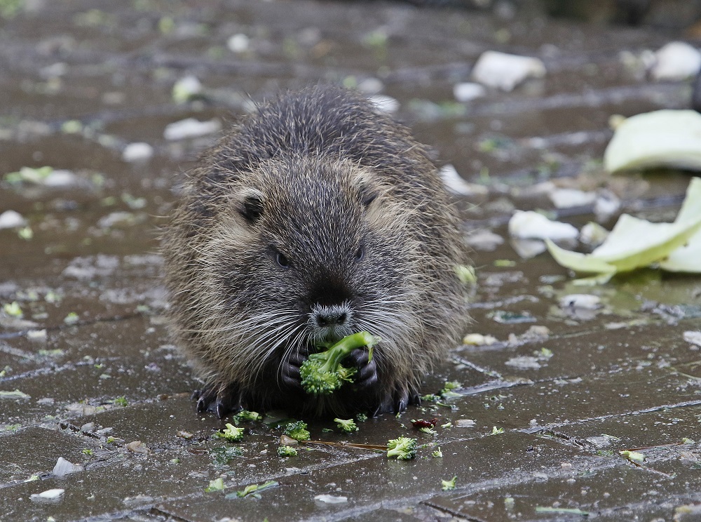 Beverrat / River Rat or Nutria