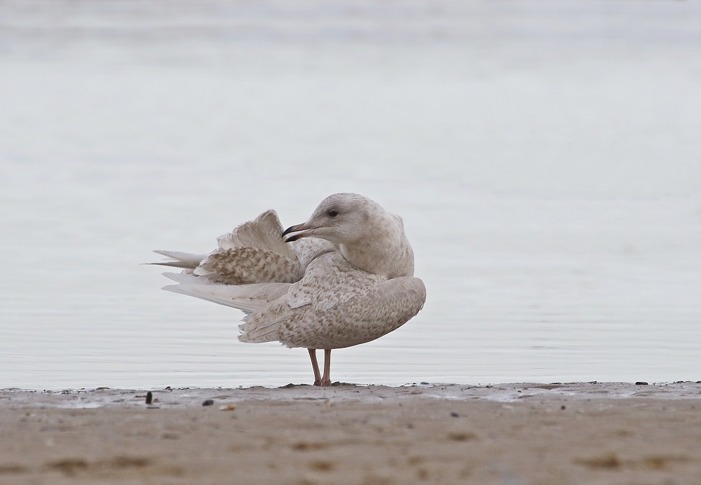 Kleine Burgemeester / Iceland Gull