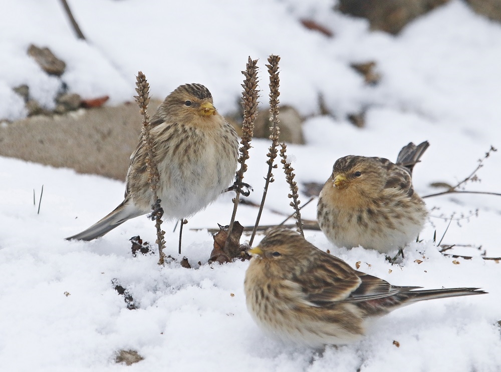 Frater / Twite