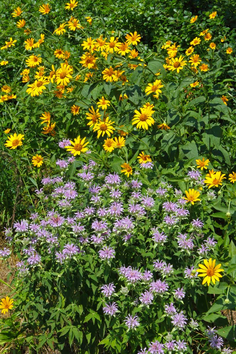 Garden in the Sun