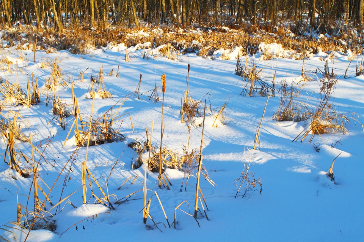 Frigid Fen