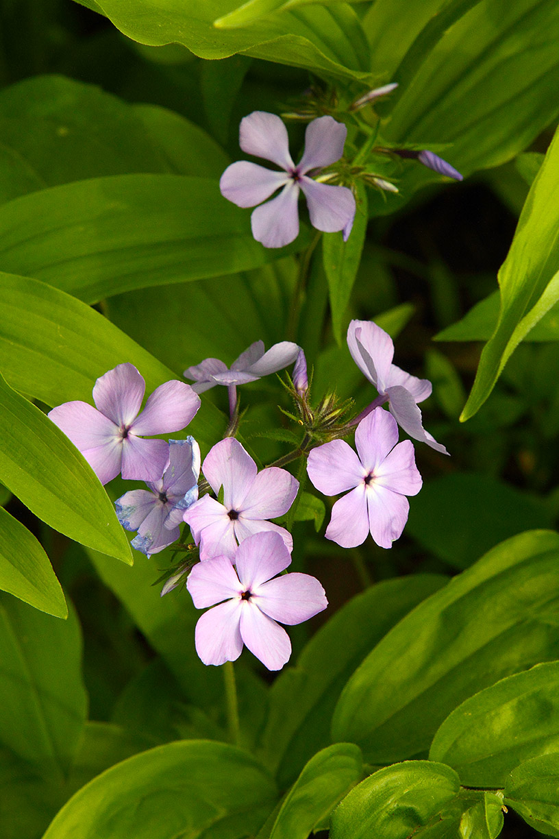 Short Time in Spring