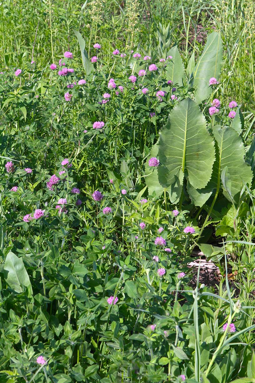 Prairie in Purple