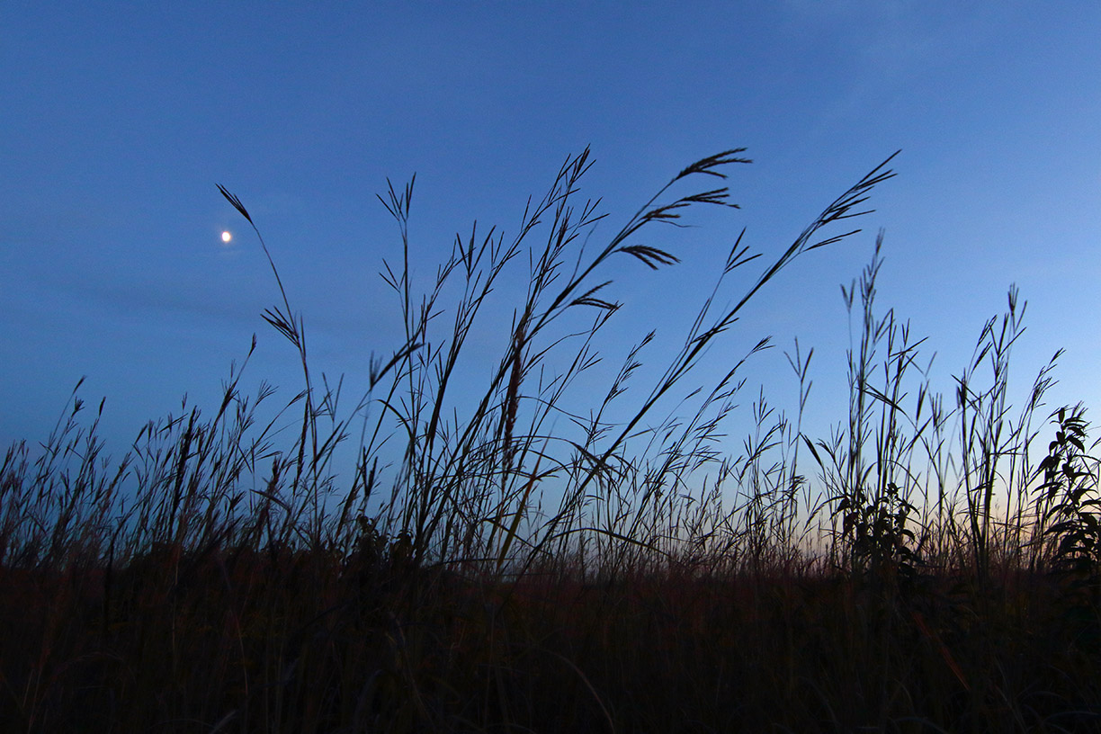 Moon and Tall Grasses