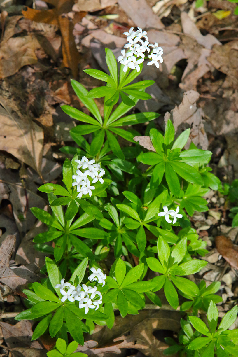 Small White