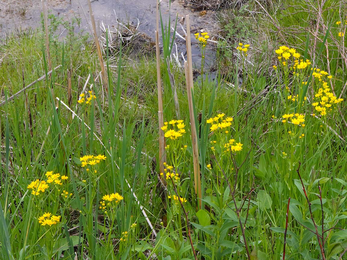 Filling with Flowers