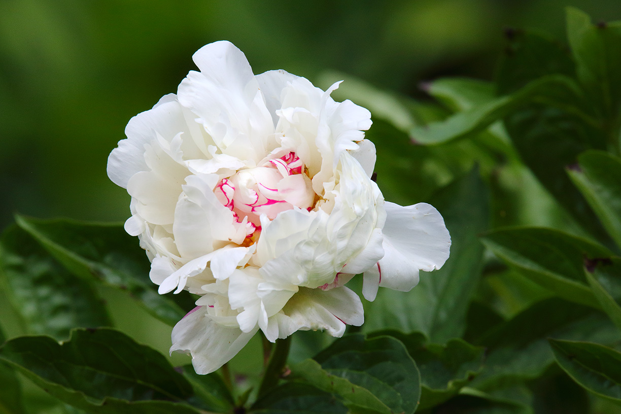 Petals in White