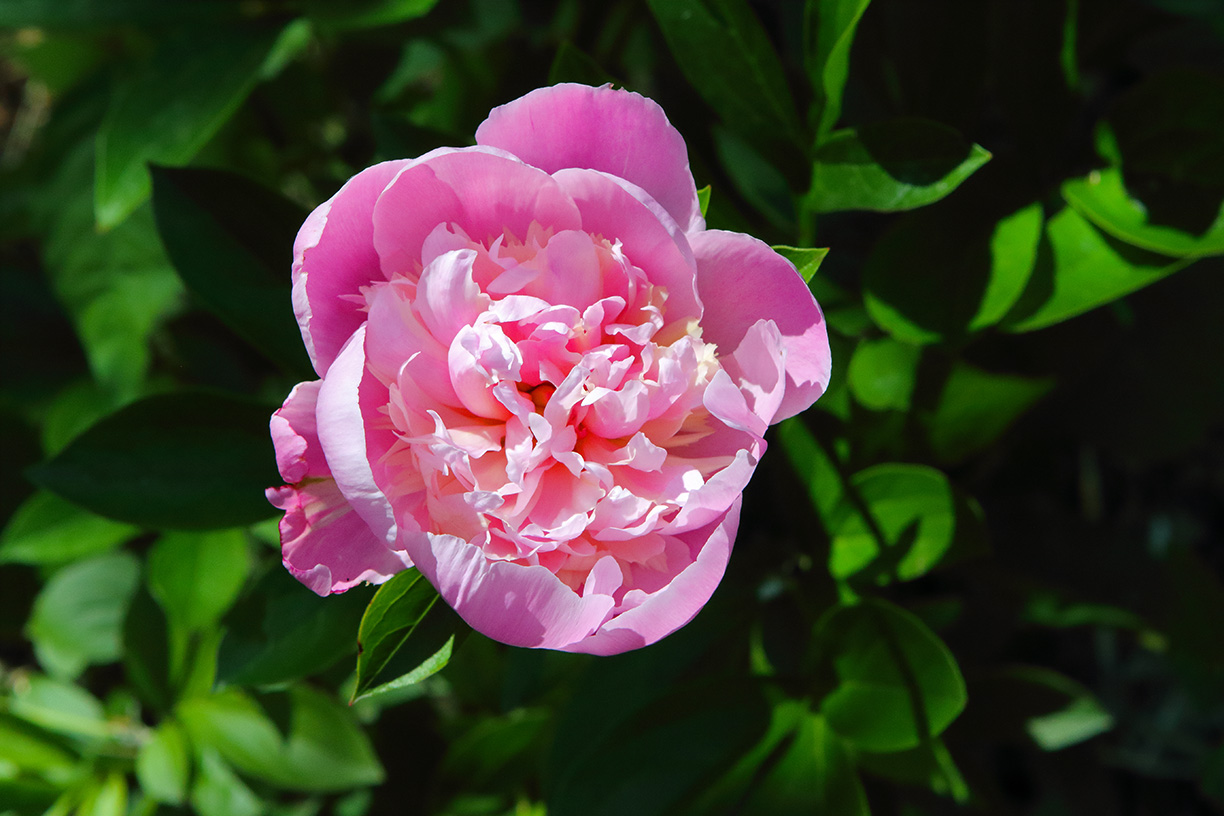 Glowing Peony 