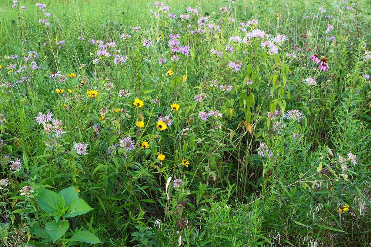 Flowers a Plenty