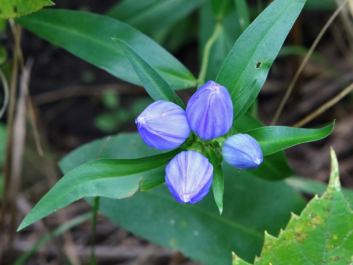 Blue Bottles