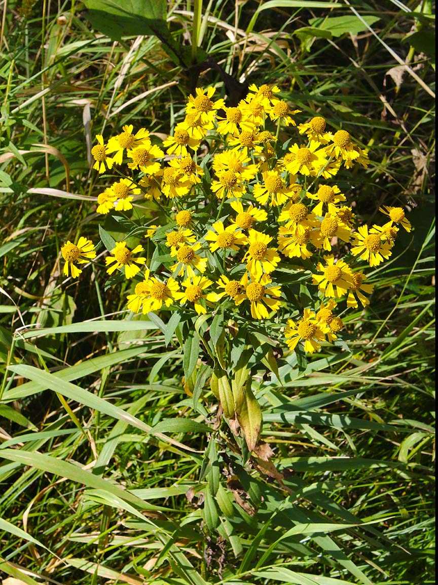 Clump of Yellow Wildflowers