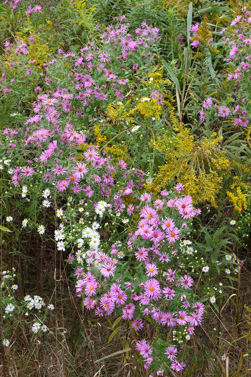 Autumns Bouquet 