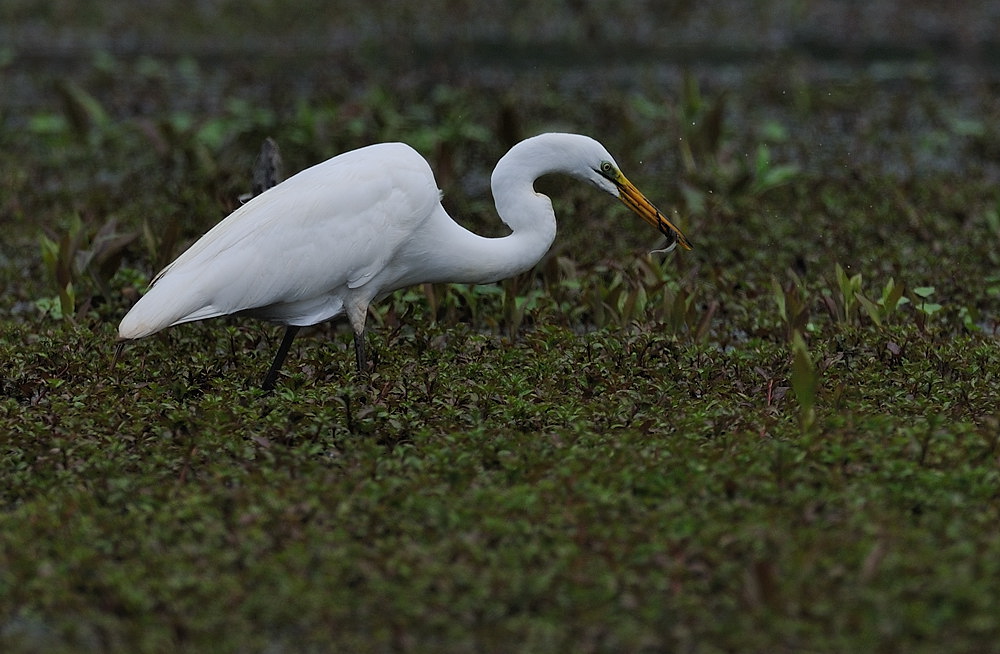 D35_2877.jpg