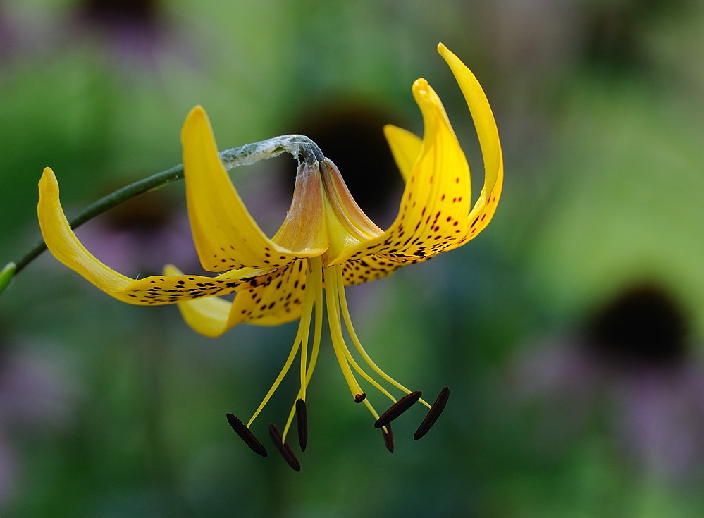 D35_6154.jpg