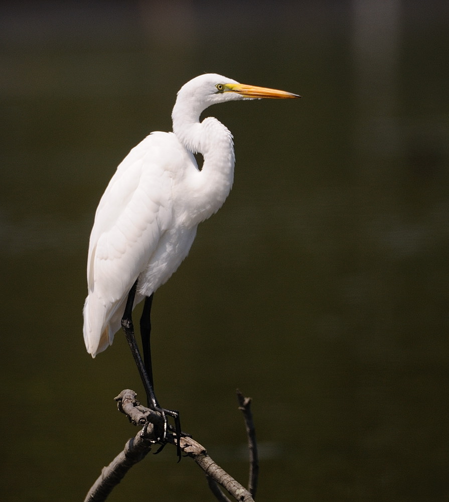 D35_6315.jpg