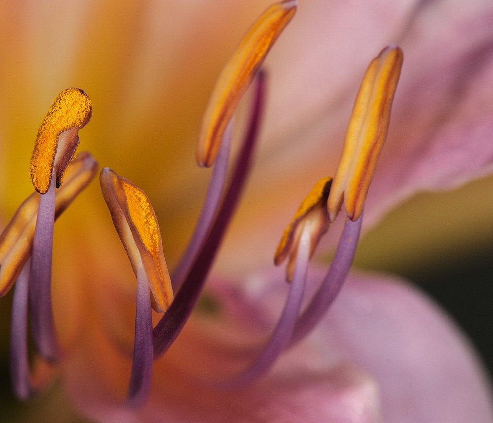 D35_6931.jpg