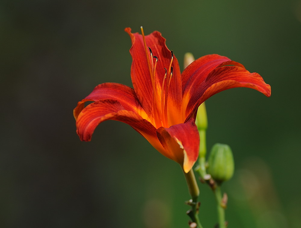 D35_7010.jpg