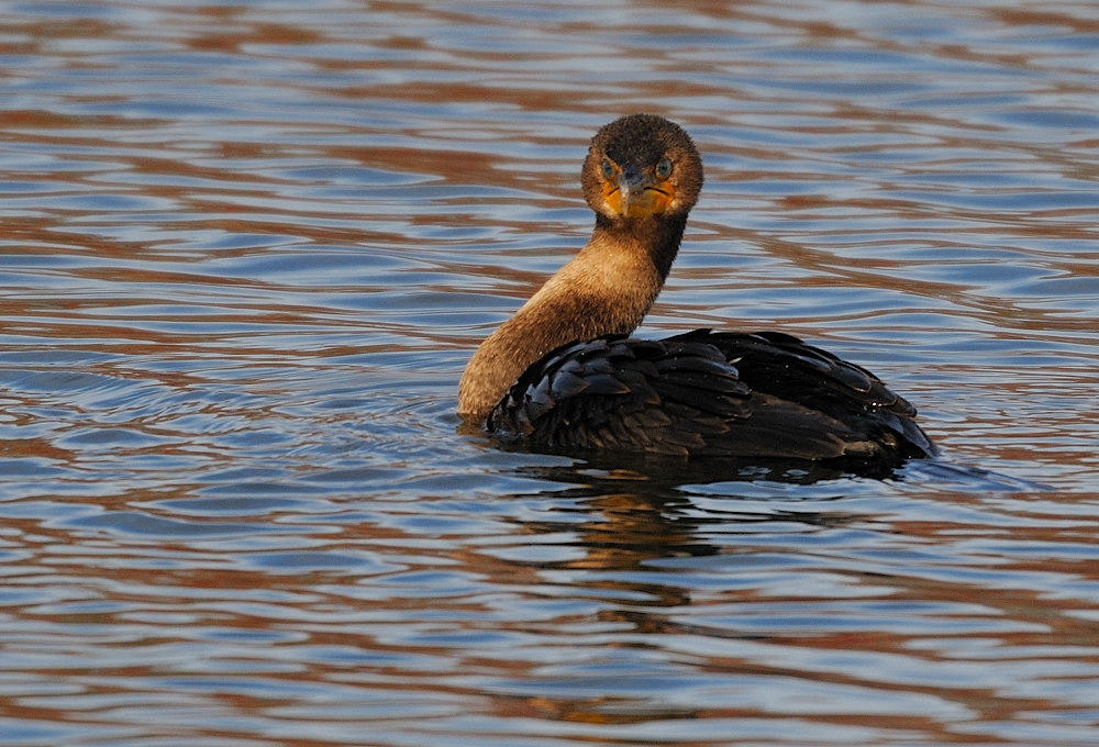 D36_2771.jpg