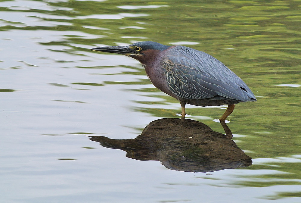 DSC_7462.jpg