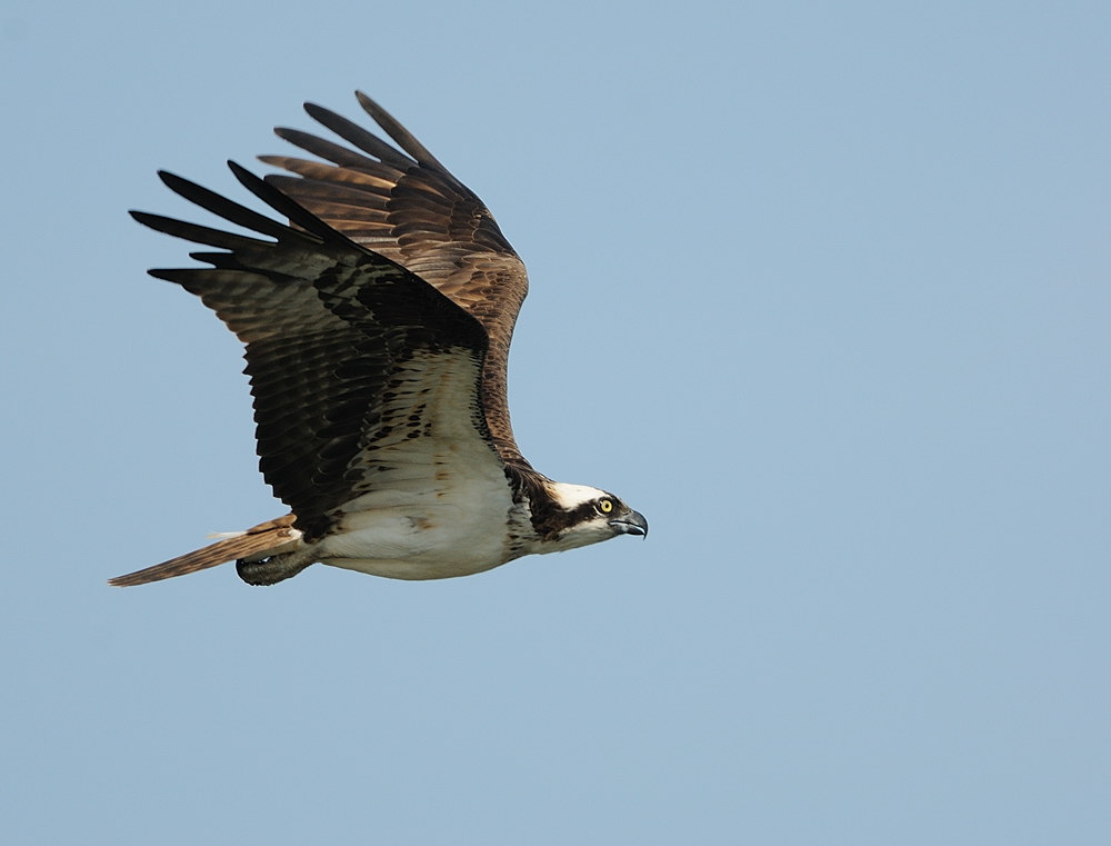 D36_7421.jpg