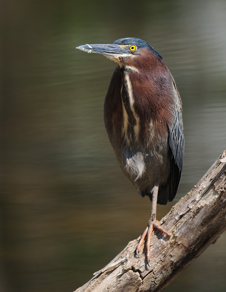 D38_4107.jpg
