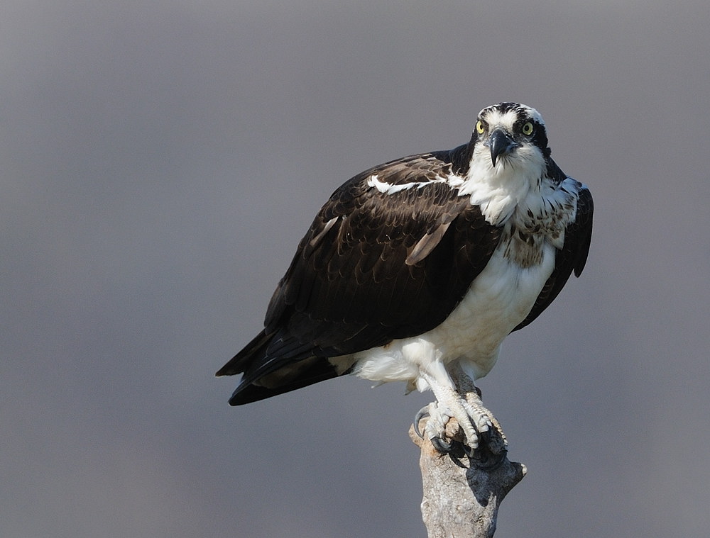 D38_3842.jpg