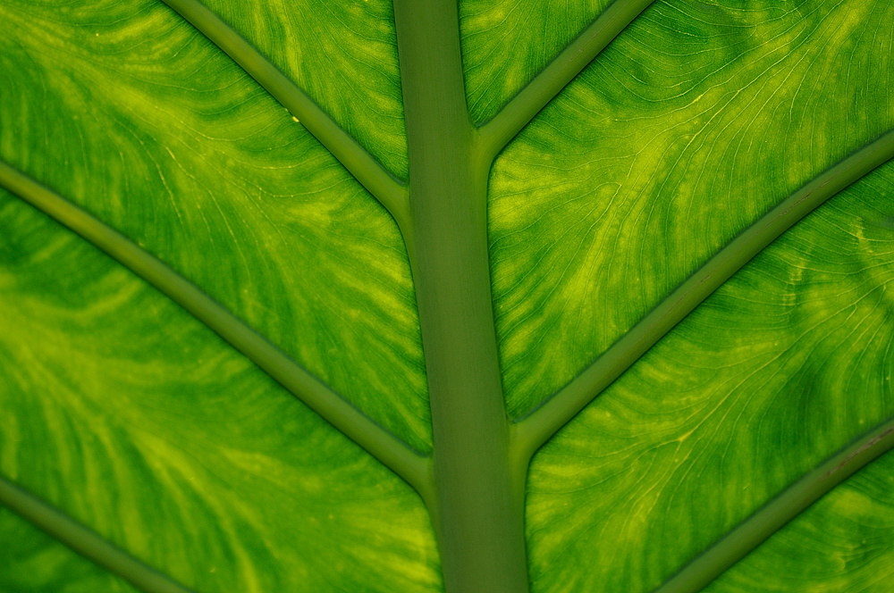 D38_6800.jpg