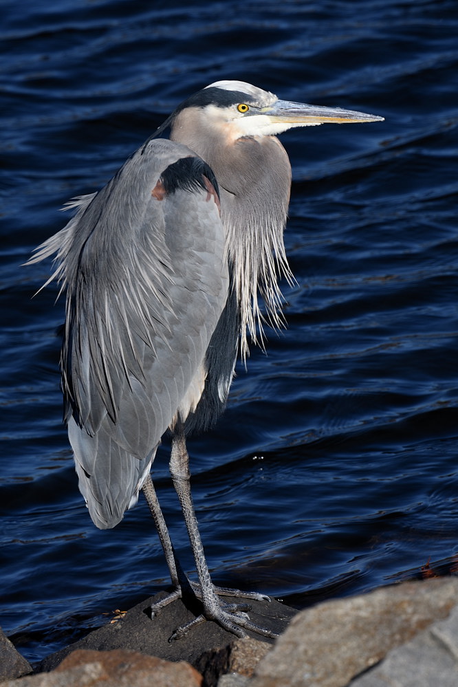 D50_0523.jpg