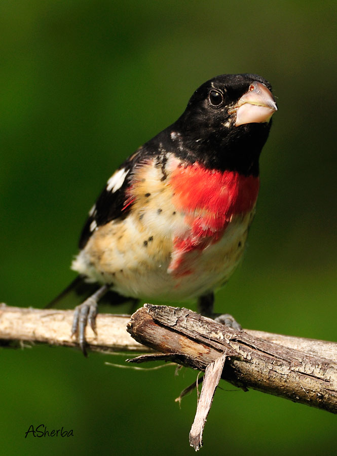 Male-Rose-Breasted-Grosbeak Fledgling.jpg