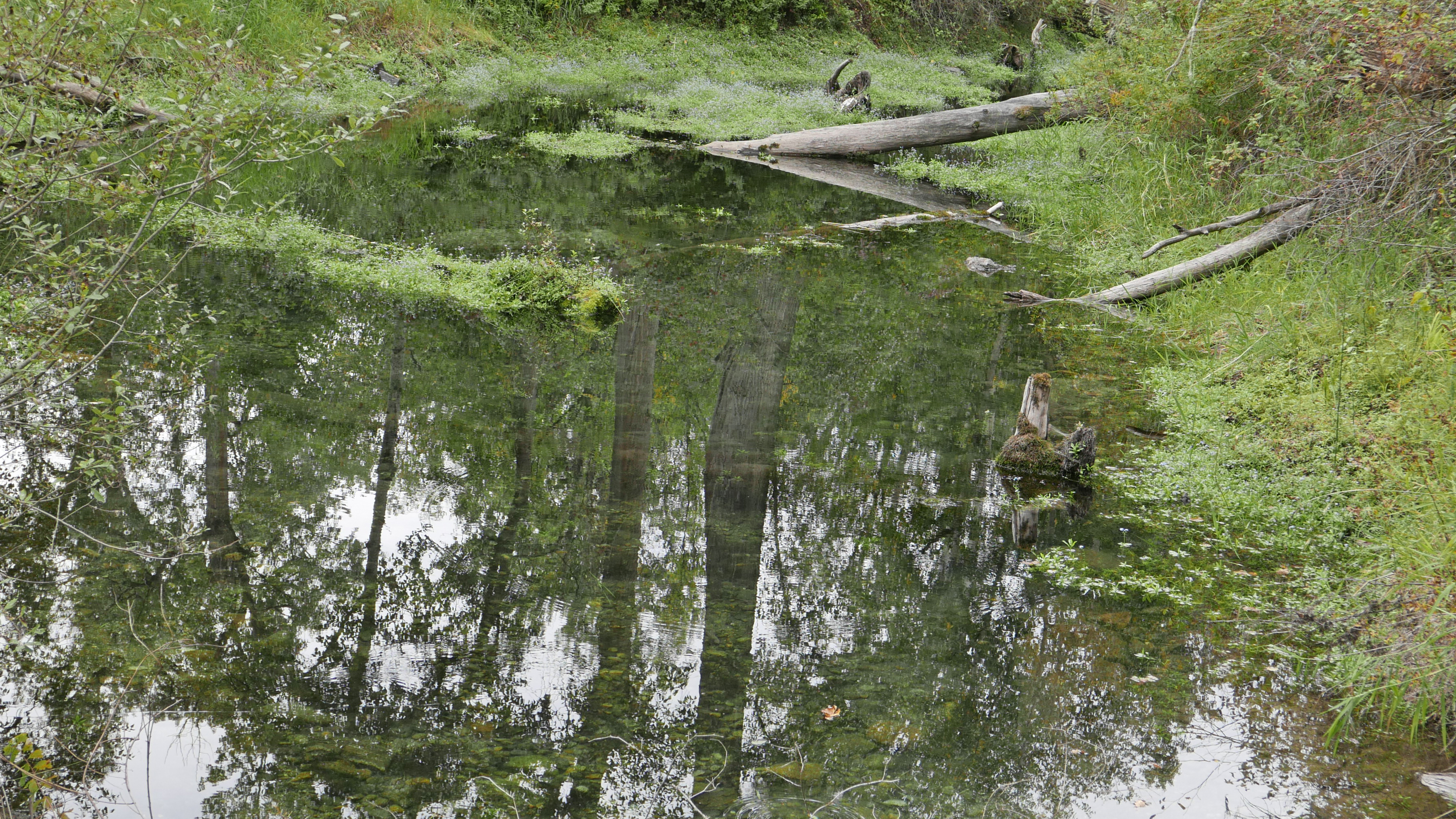 Pool of Reflections.jpg