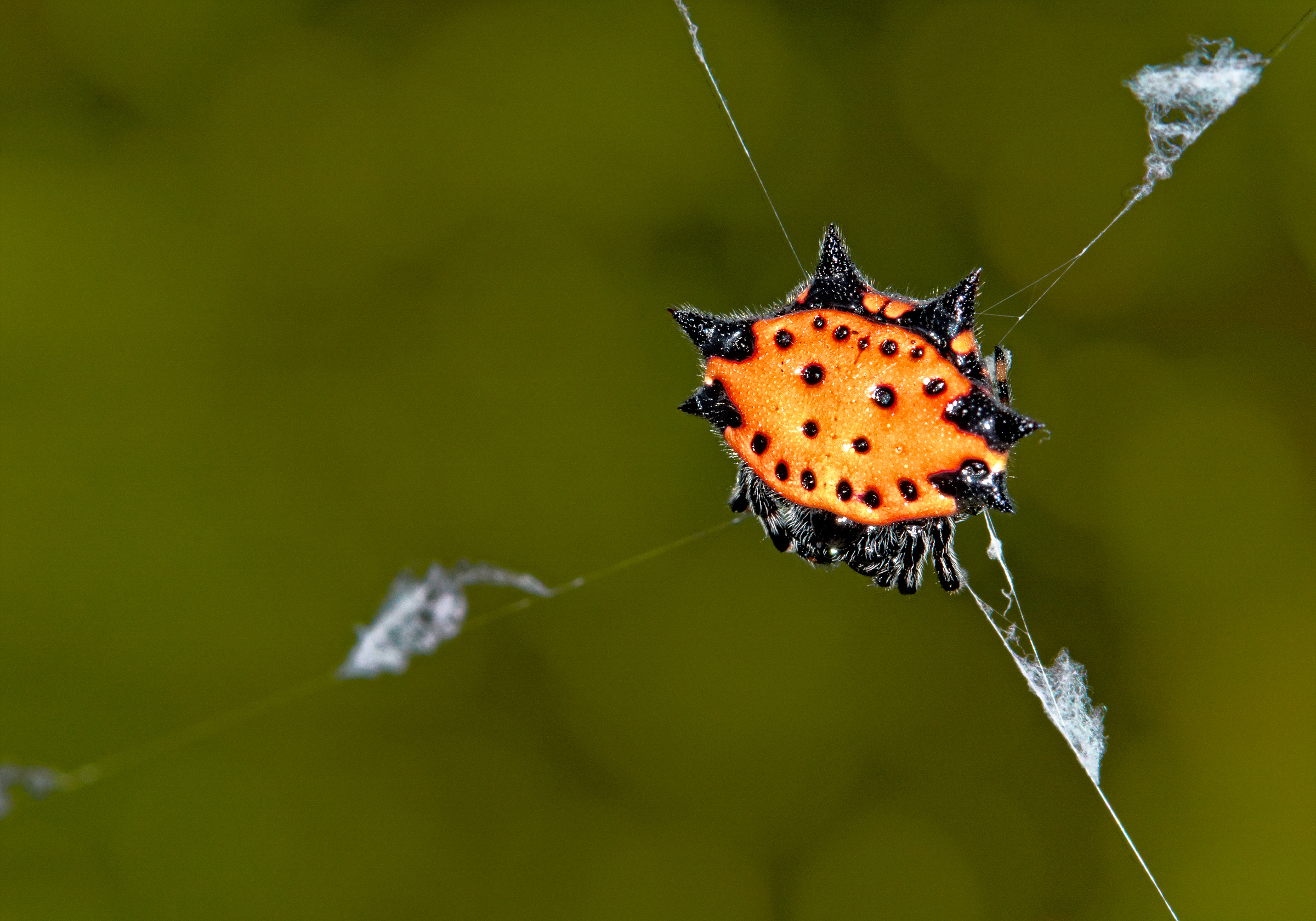 Gasteracantha cancriformis elipsoides deck