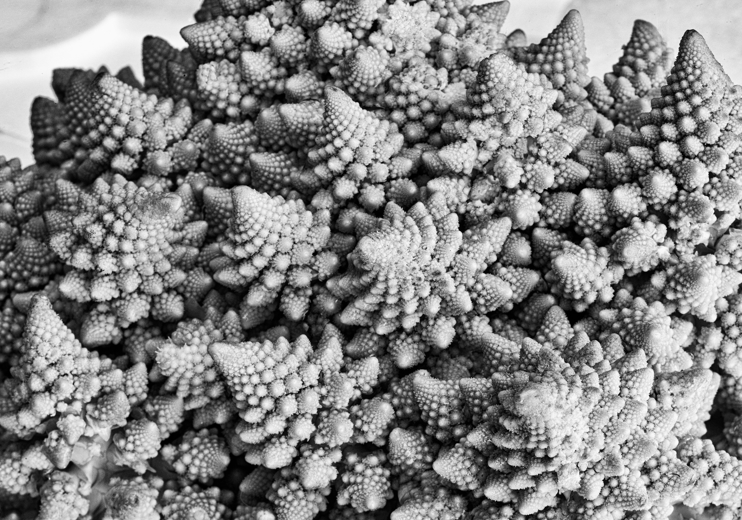 Romanesco broccoli mono