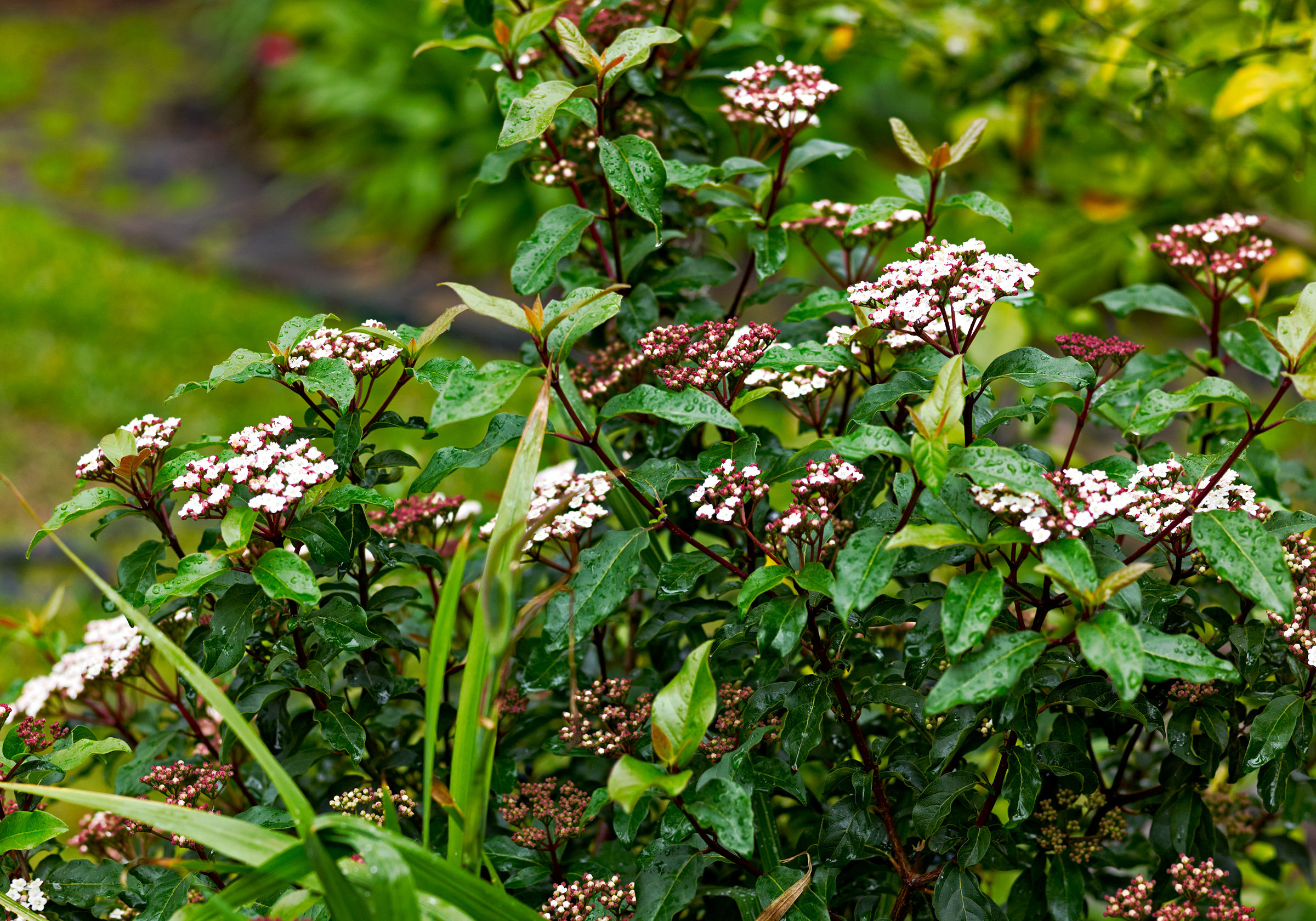 flowering shrub