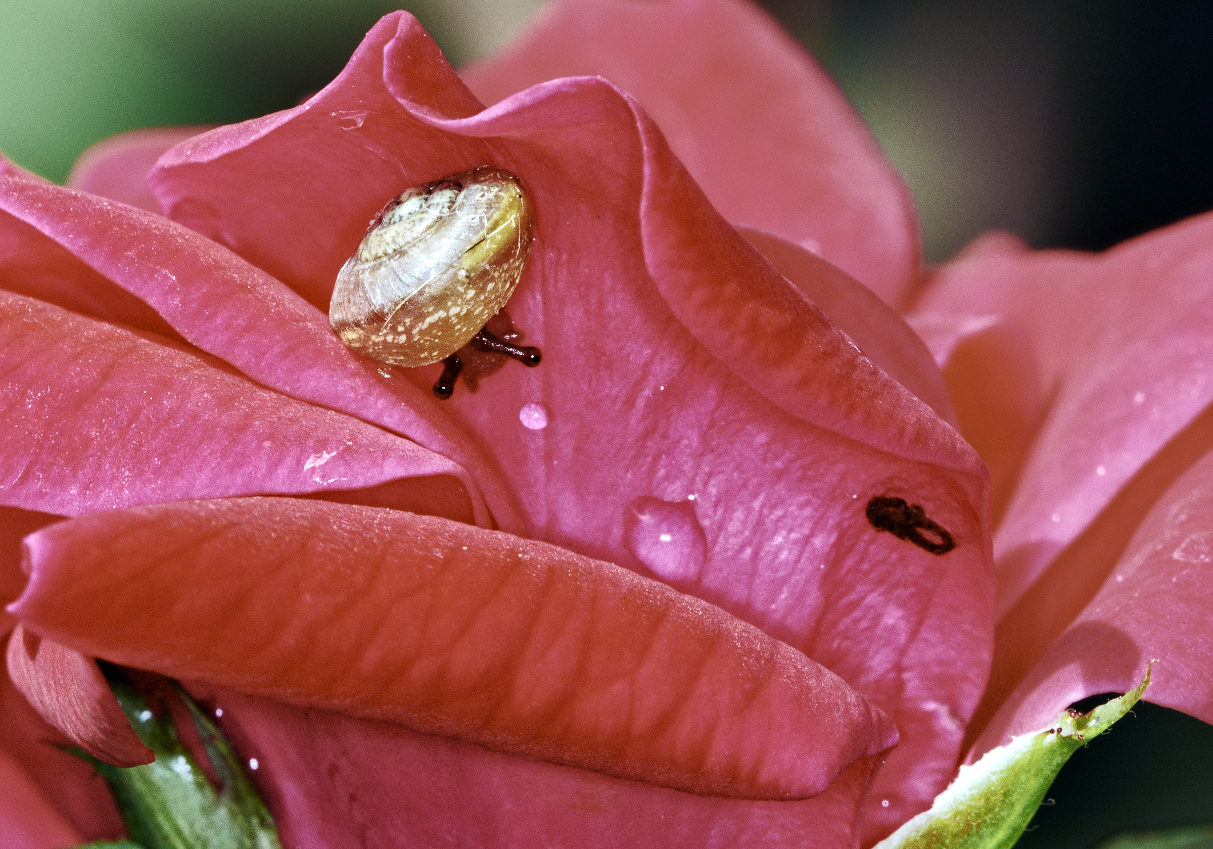 snail dining on rose