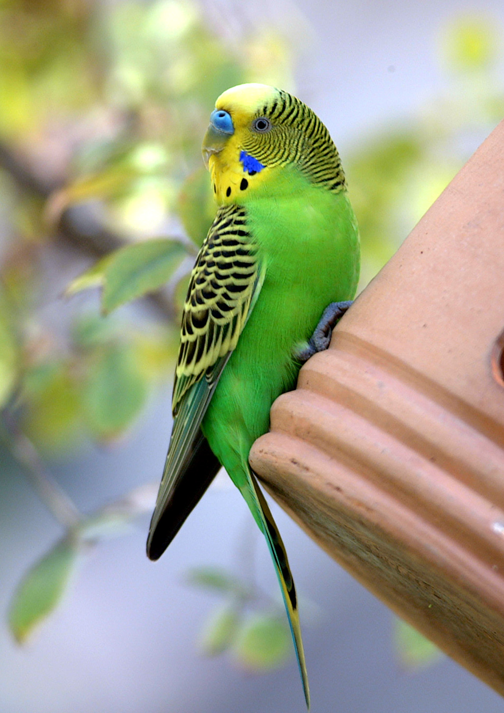 Budgerigar 