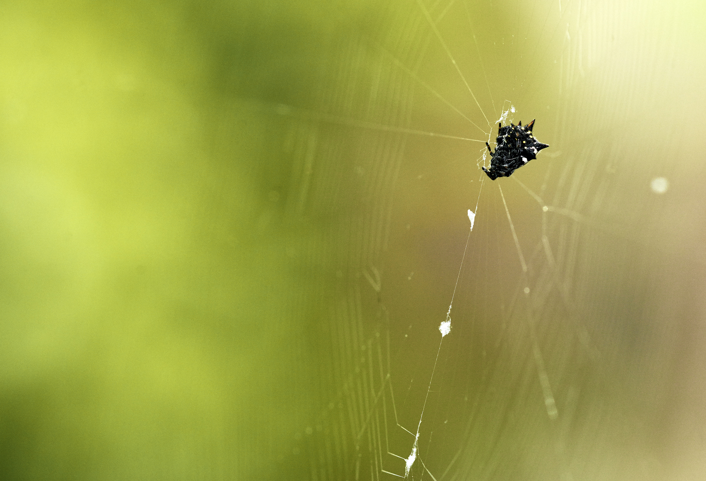 gaster orb weaver off front porch